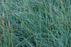 Grass Carex 'Blue Zinger' 